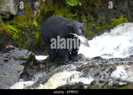 Bear eating salmon on Prince of Whales Island, Alaska. Stock Photo