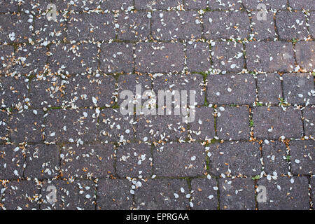 Fallen apple blossom petals on a garden path Stock Photo