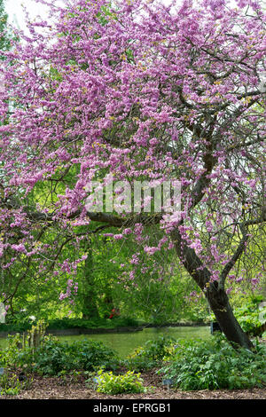 Cercis siliquastrum. Judas tree flowering at RHS Wisley gardens, Surrey, England Stock Photo