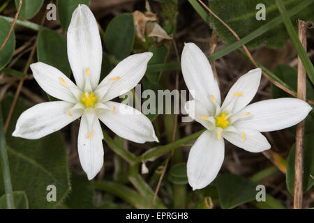 Star-of-Bethlehem (Ornithogalum umbellatum) Stock Photo