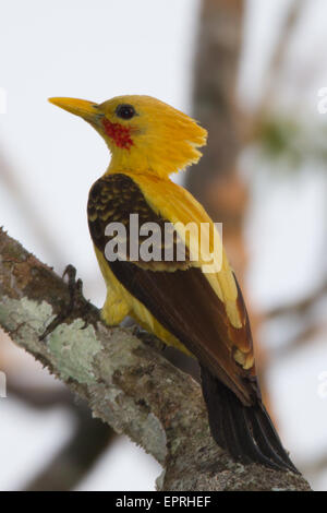 Cream-coloured Woodpecker (Celeus flavus) Stock Photo