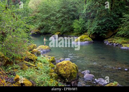 Ferns along Little North Fork Santiam River, Opal Creek Scenic ...