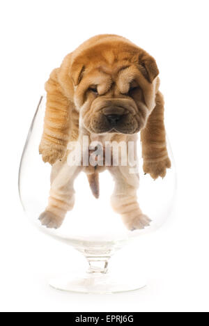 Sharpie puppy inside glass isolated on white background (studio shot) Stock Photo