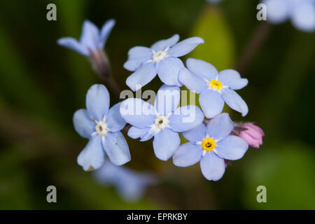 Wood Forget-me-not (Myosotis sylvatica) flower Stock Photo