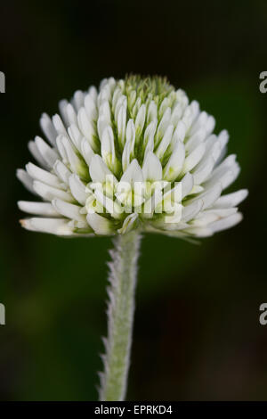 Mountain Clover (Trifolium montanum) flower Stock Photo