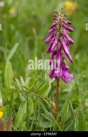 Alpine Sainfoin (Hedysarum hedysaroides) flower Stock Photo