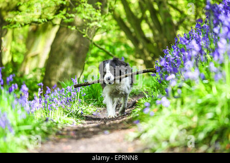 Target Wood, Stoke on Trent, Staffordshire, UK. 21st May 2015. UK Weather: Molly the Border Collie cross enjoying fetching her stick in the spring sunshine amongst the Bluebells at Target Wood Stoke on Trent Staffordshire England UK. The weather should be hotting up over the weekend and should be sunny for the Bank Holiday on Monday 25th May 2015 Credit:  John Keates/Alamy Live News Stock Photo