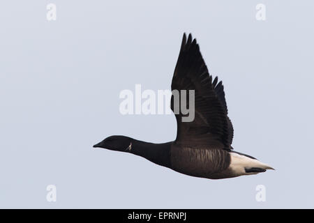 flying Dark-bellied Brent Goose (Branta bernicla bernicla) Stock Photo