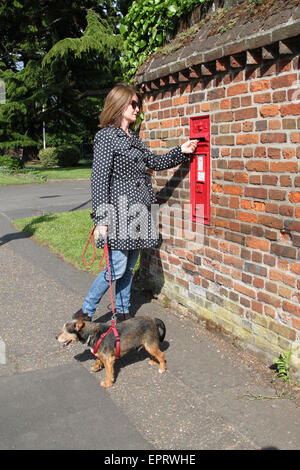 Woman with small dog on red lead, having just posted letter in red postbox in brick wall in England, UK Stock Photo