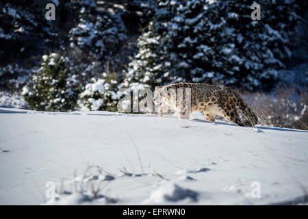 Snow Leopard Stock Photo