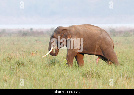 Asian elephant  or Asiatic elephant or Elephas maximus at Jim Corbett National Park at Uttarakhand in India Stock Photo