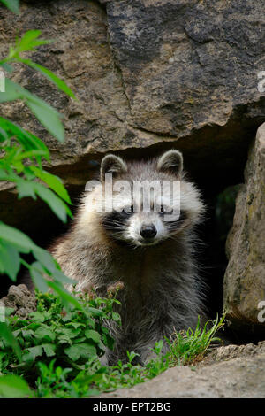 Raccoon (Procyon lotor) coming out of Den, Germany Stock Photo
