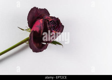 Single dying rose on a white background Stock Photo