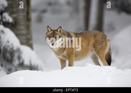 Portrait of Wolf (Canis lupus) in winter, Bavarian Forest National Park, Bavaria, Germany Stock Photo