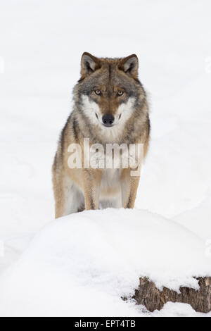 Close-up portrait of Wolf (Canis lupus) in winter, Bavarian Forest National Park, Bavaria, Germany Stock Photo