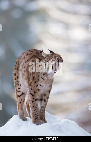 European Lynx (Lynx lynx) yawning in winter, Bavarian Forest National Park, Bavaria, Germany Stock Photo