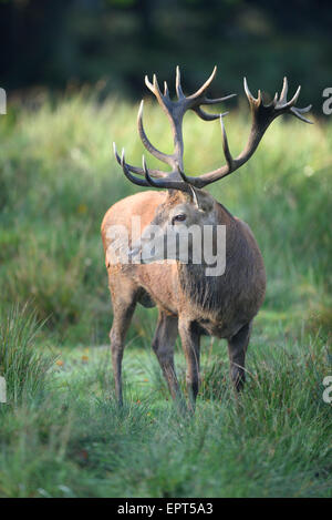 Close-up of a red deer (Cervus elaphus) male on a meadow in autumn, Bavarian Forest National Park, Bavaria, Germany