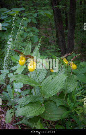 A group of Wild orchids or Yellow Lady's Slippers grow in a forest.