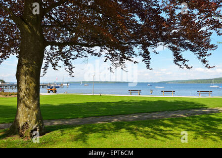 Lakeside with Benches and Tree, Diessen am Ammersee, Lake Ammersee, Fuenfseenland, Upper Bavaria, Bavaria, Germany Stock Photo
