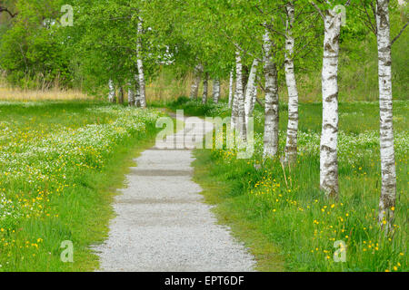 Path with Birch Trees in Spring, Schlehdorf, Kochelsee, Upper Bavaria, Bavaria, Germany Stock Photo