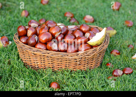 Horse-chestnuts (Aesculus hippocastanum) in a basket on grass in summer, Bavaria, Germany Stock Photo