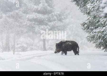 Wild boar (Sus scrofa), Tusker, in winter, Spessart, Bavaria, Germany, Europe Stock Photo