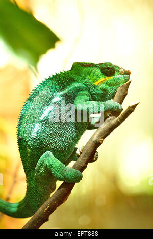 Close-up of a panther chameleon (Furcifer pardalis) in a terrarium, Bavaria, Germany Stock Photo