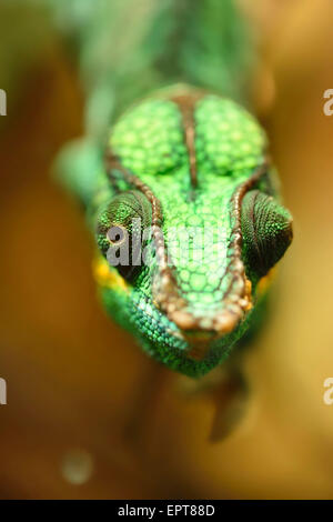 Portrait of a panther chameleon (Furcifer pardalis) in a terrarium, Bavaria, Germany Stock Photo