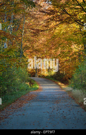 Tree-lined street with European beech trees (Fagus sylvatica) forest in autumn, Bavarian Forest National Park, Bavaria, Germany Stock Photo