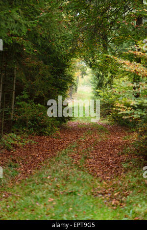 A new trail going through the forest, with Norway spruce and European beech trees in autumn, Upper Palatinate, Bavaria, Germany Stock Photo