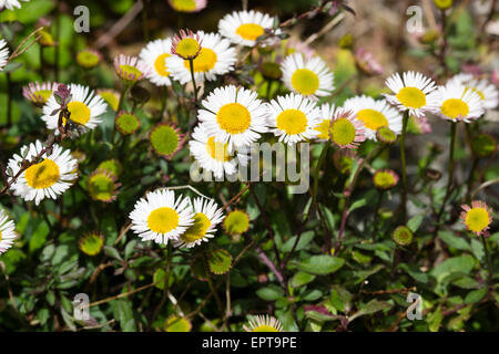 Small daisy flowers of the Mexican fleabane, Erigeron karvinskianus, a good plant for dry walls and crevices Stock Photo