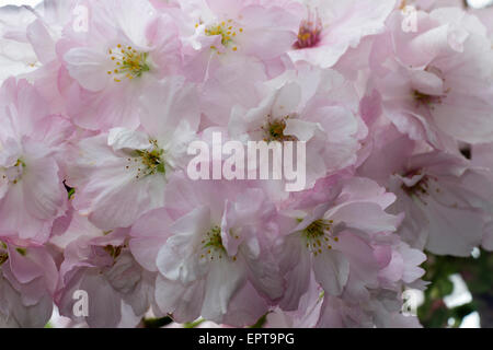 Massed flowers of the upright Japanese flowering cherry, Prunus 'Amanogawa' Stock Photo