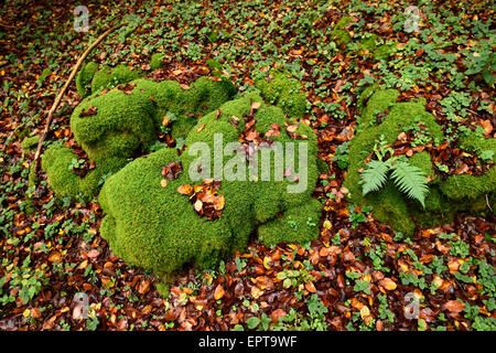 Close-up of moss covered rocks in a European beech (Fagus sylvatica) forest in autumn, Upper Palatinate, Bavaria, Germany Stock Photo