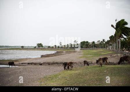 GRANADA, Nicaragua — Cattle and horses graze along the beach next to Calle La Calzada in Granada, Nicaragua. Stock Photo