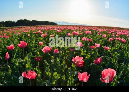Opium Poppy Field (Papaver somniferum) with Morning Sun, Germerode, Hoher Meissner, Werra Meissner District, Hesse, Germany Stock Photo