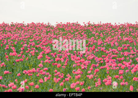 Opium Poppy Field (Papaver somniferum) Summer, Germerode, Hoher Meissner, Werra Meissner District, Hesse, Germany Stock Photo