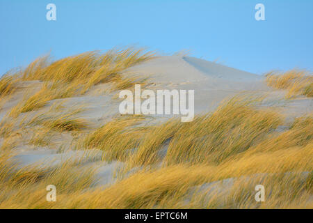 Sand Dunes, Helgoland, Dune, North Sea Island, Schleswig Holstein, Germany Stock Photo