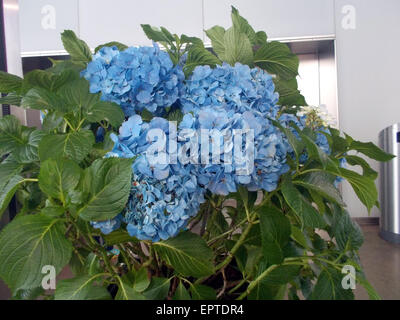 Watching a basket of hydrangeas enjoying the quiet Stock Photo