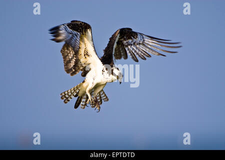 An osprey hovering over the gulf coast, fishing. Stock Photo