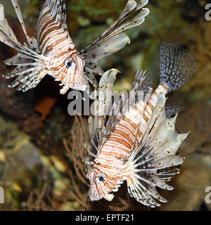 Close-up of two red lionfish (Pterois volitans) in an aquarium, Germany Stock Photo