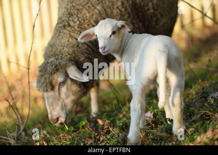 Ewe (Ovis orientalis aries) with Lamb on Meadow in Spring, Upper Palatinate, Bavaria, Germany Stock Photo