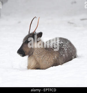 Portrait of Reindeer (Rangifer tarandus) in Winter, Germany Stock Photo