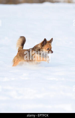 Portrait of Chihuahua in Snow in Winter, Germany Stock Photo