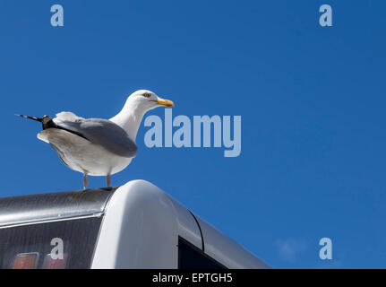 Lesser black-backed gull checking out the view on top of a coach at the seafront of Brighton, East Sussex, England, UK.