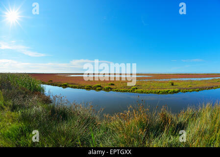 Marshland with Sun in Summer, Digue a la Mer, Camargue, Bouches-du-Rhone, Provence-Alpes-Cote d'Azur, France Stock Photo