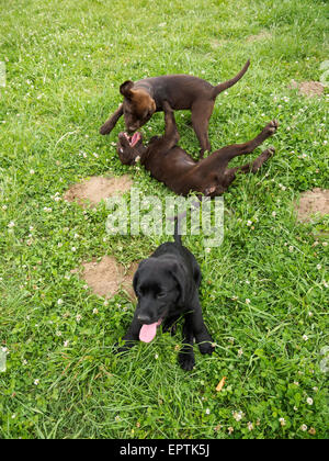 Two chocolate labrador retrievers puppies play fighting while a black labrador retriever puppy sits calmly next to them Stock Photo