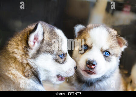 Four Week old Husky puppies in a kennel Stock Photo