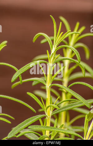 Fresh herb rosemary on brown background Stock Photo