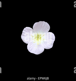 Pink flower with four petals closeup isolated on black. Stock Photo