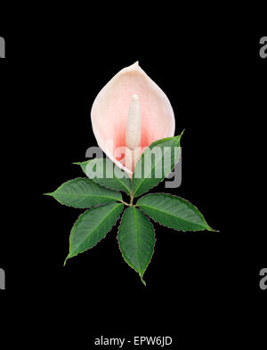 Voodoo lily closeup isolated on black. Stock Photo